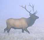 Elk Pictures