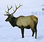 Elk Pictures