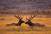 Elk Pictures