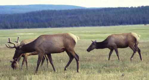 Elk Pictures