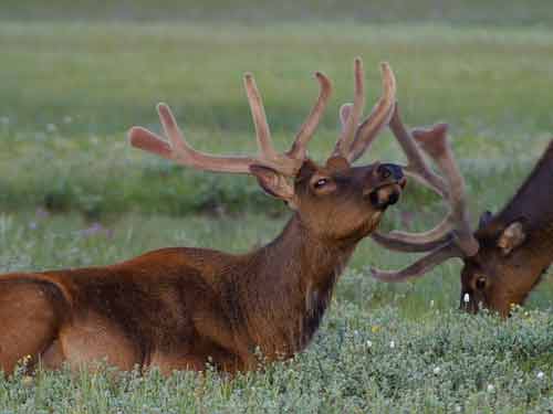 Elk Pictures