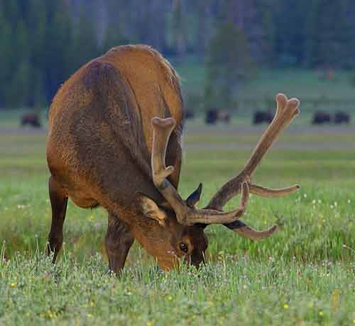 Elk Pictures