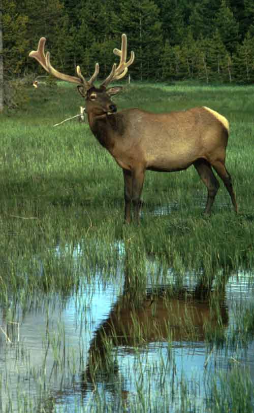 Elk Pictures