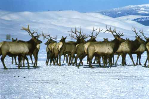 Elk Pictures