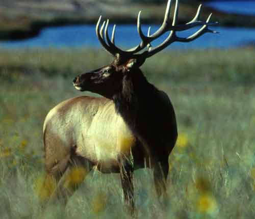 Elk Pictures