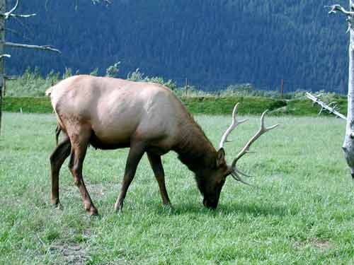 Elk Pictures