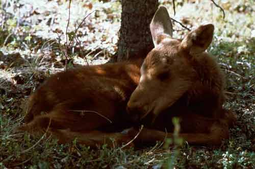  Baby Moose Pictures