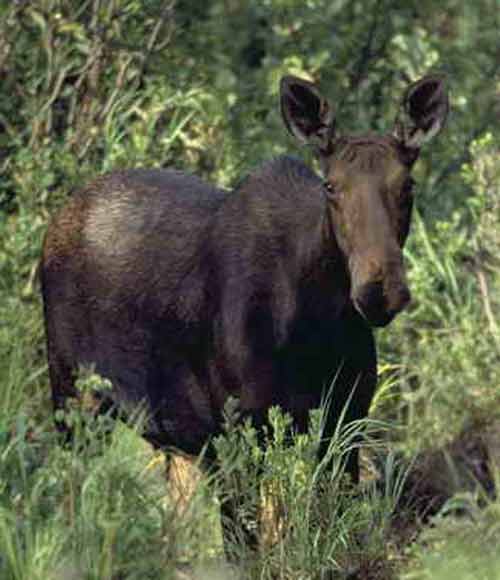 Moose Pictures